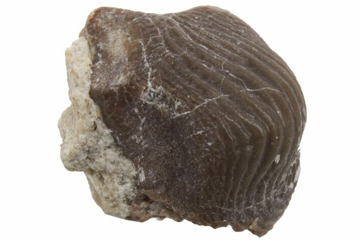 Fossil Crusher Shark (Ptychodus) Tooth - Kansas #218605